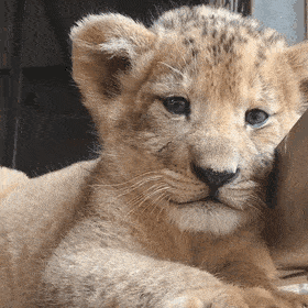 새끼 사자 가까이에서 보기.gif | 인스티즈