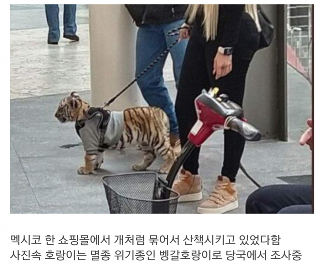 고양이가 좀 커보이네요 | 인스티즈