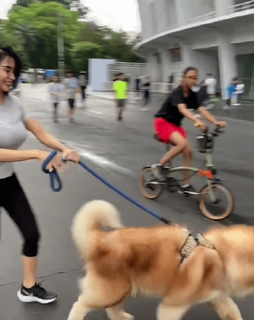 크고 귀여운 강아지 짤.gif | 인스티즈