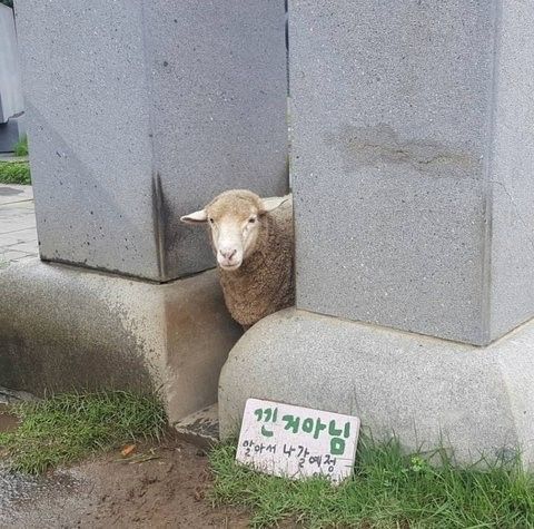 낀거 아니에용 ㅠㅠㅠ..jpg | 인스티즈