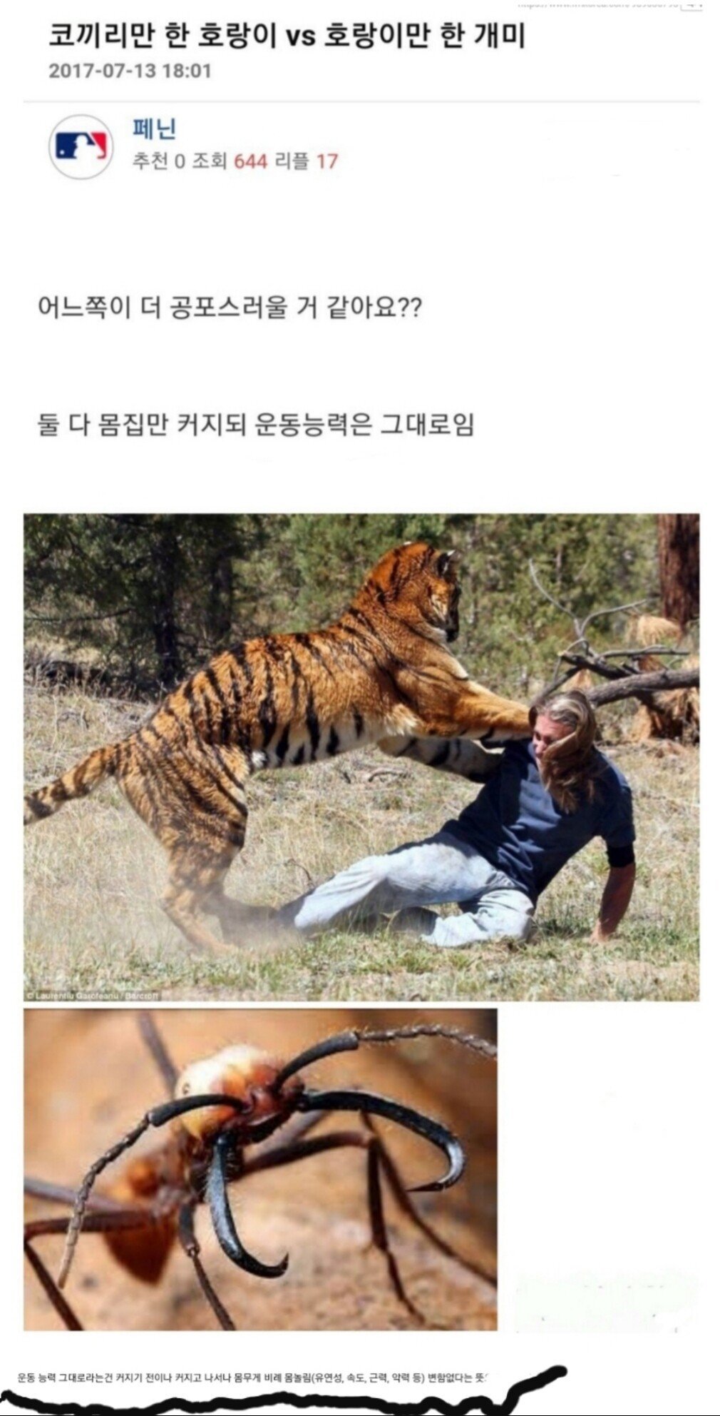 거대 호랑이랑 마주치기 vs 거대 개미랑 마주치기 | 인스티즈