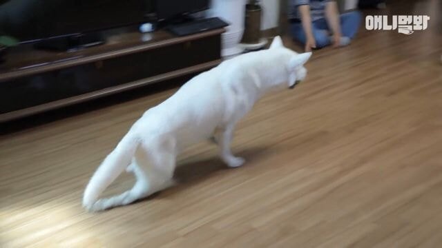 현재 본방 끝나고 호돌이 / 시청자 우롱 으로 논란 중인 동물농장 | 인스티즈