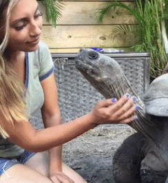 거북이 만지기 | 인스티즈