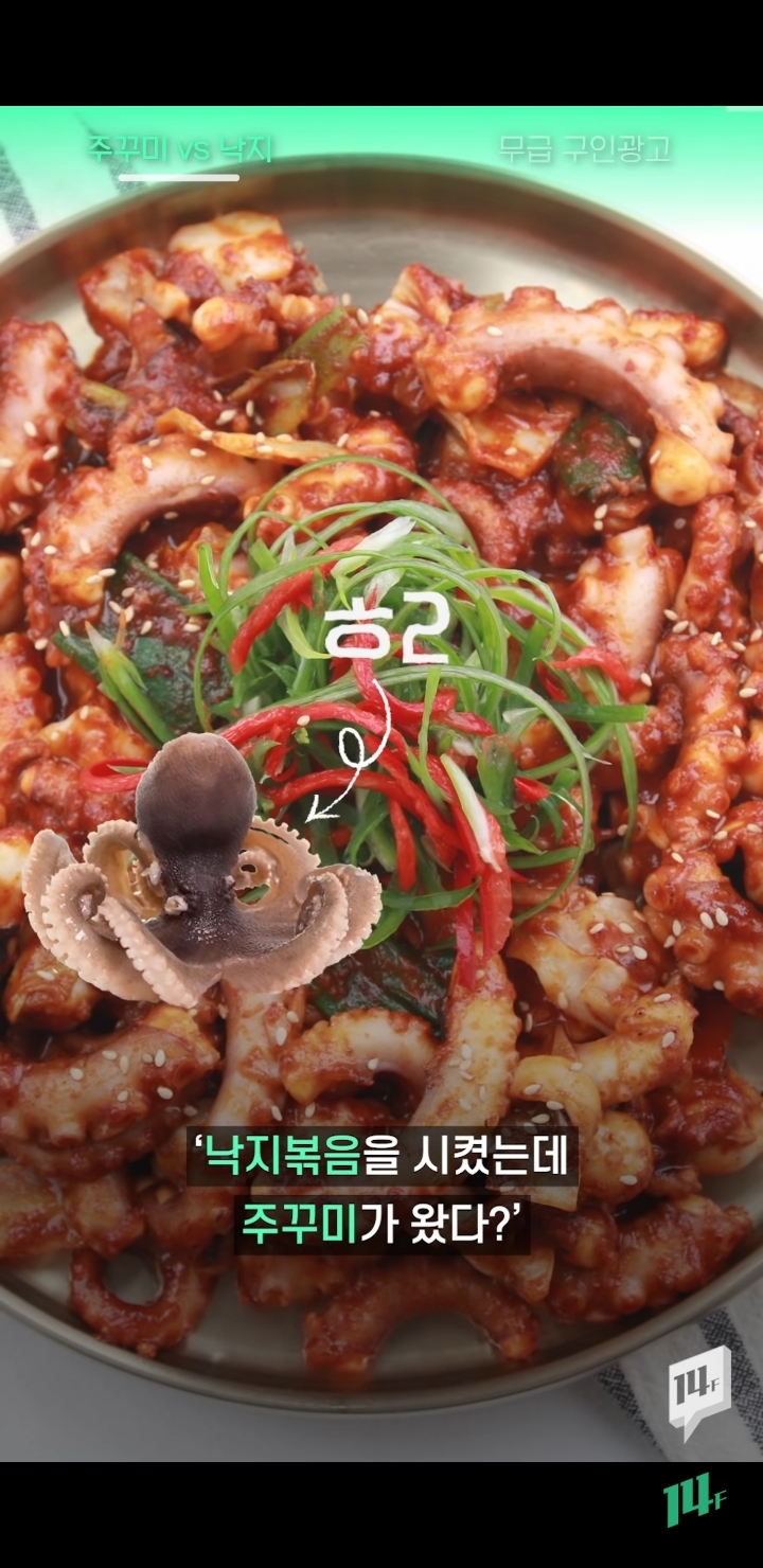 얼마전 낙지냐 쭈꾸미냐 논쟁의 전문가 의견 | 인스티즈