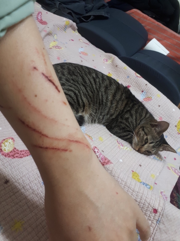 고양이랑 싸운 집사.jpg | 인스티즈
