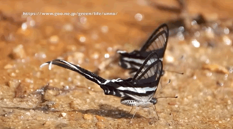 신기한 지구의 생명체들 | 인스티즈