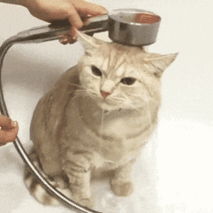 고양이는 사실 물을 좋아하는 동물이다.gif | 인스티즈