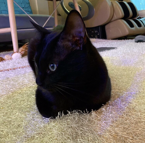 박수홍 고양이 냥스타그램 | 인스티즈