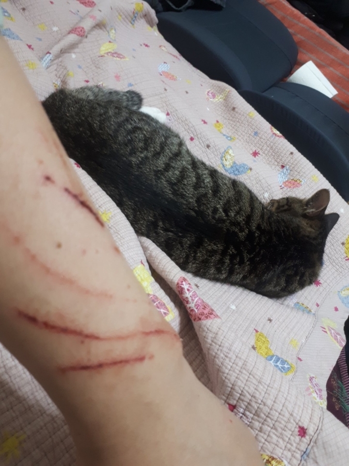 고양이랑 싸운 집사.jpg | 인스티즈