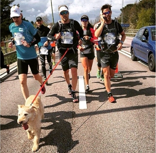 버려진 골든 댕댕이 | 인스티즈