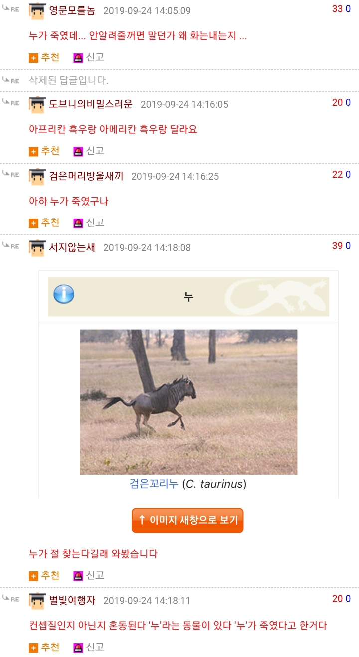 아메리카 들소 실제크기 (+ 반응) | 인스티즈