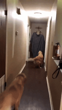 짱짱귀 댕댕이들 | 인스티즈