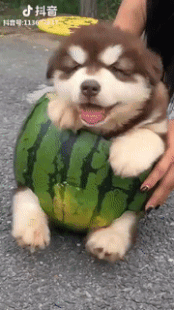 수박에들어간 댕댕이 | 인스티즈