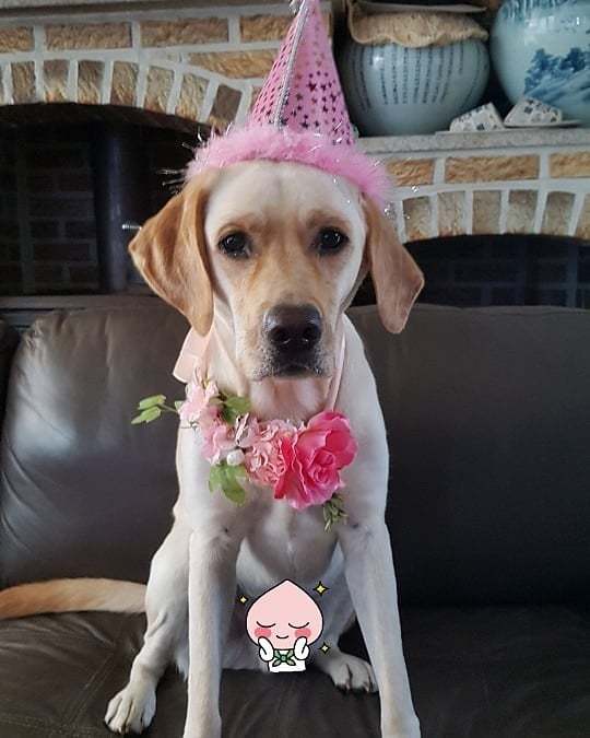 강아지 단짠단짠 | 인스티즈