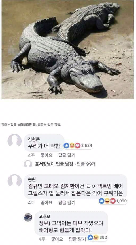 동물이랑 싸워서 이기는 법 | 인스티즈