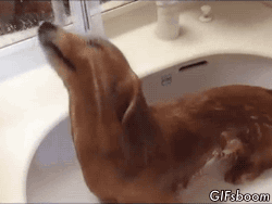 셀프샤워하는 댕댕이 | 인스티즈