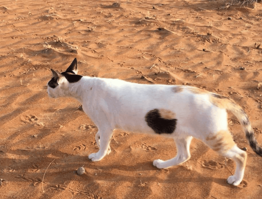 몸에 구멍난 고양이 ㅜㅜ | 인스티즈