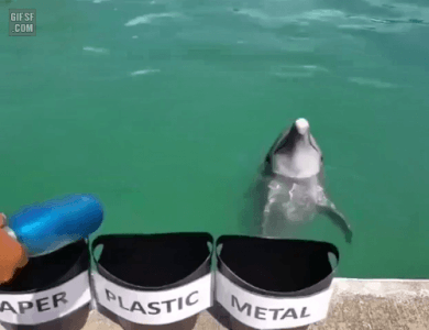 분리수거 할줄아는 돌고래 | 인스티즈