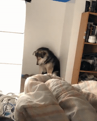 새끼 젖주느라 앉아서자는 댕댕이 | 인스티즈