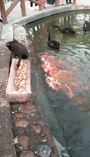 연못에서 알바하는 새.gif | 인스티즈