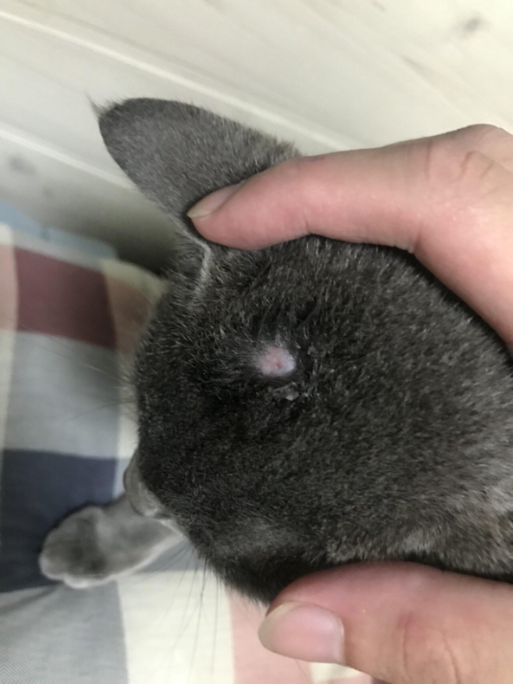 강아지한테 깝치다가 땜빵난 고양이.jpg | 인스티즈