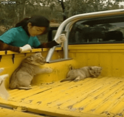 사육사가 건드려서 빡친 아기 사자.gif | 인스티즈