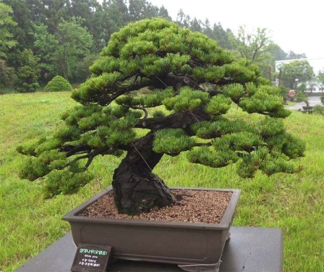 식물 찾아주기 레전드.jpg | 인스티즈