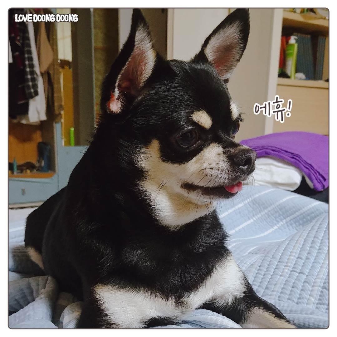 태어나서 처음 잔소리를 들은 댕댕이.jpg | 인스티즈