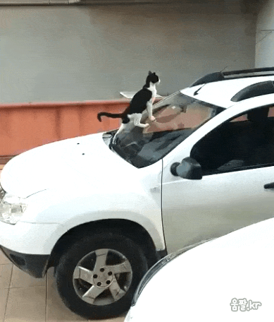 자동차에 똥 싸는 고양이 | 인스티즈