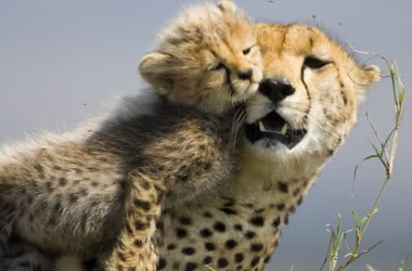 고양이과에서 나름 귀여운 맹수.jpg | 인스티즈