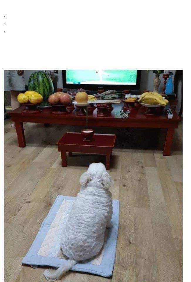 명절 댕댕이 극과 극 | 인스티즈