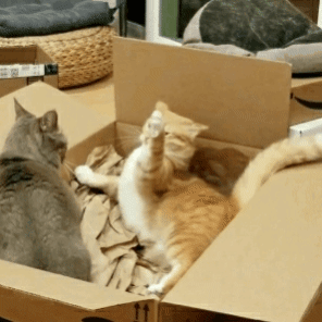 유독 성격이 지랄 맞은 애가 많다는 고양이 종류.cat | 인스티즈