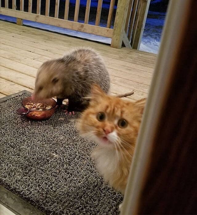 쥐에게 먹이뺐기고 인간에게 도움 요청하는 고양이 | 인스티즈