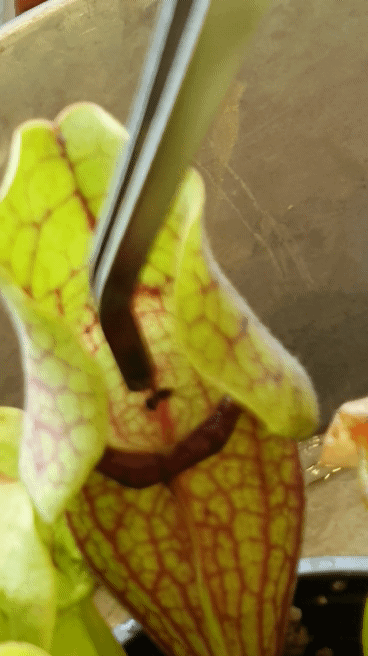 모기 새끼 다양하게 고문하는 모기 갤러리.jpgif | 인스티즈