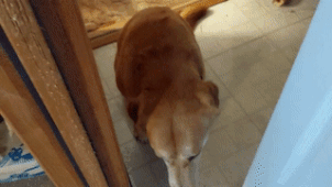 출근 못하게하는 댕댕이 | 인스티즈