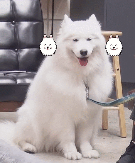 웹툰 극한견주의 주인공인 사모예드 솜이.gif | 인스티즈