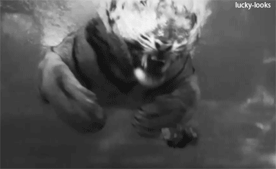 물속으로 도망가면 호랑이로부터 살 수 있을까.gif | 인스티즈