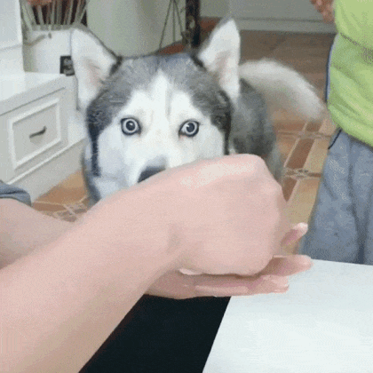 만두 기다리는 댕댕이.gif | 인스티즈