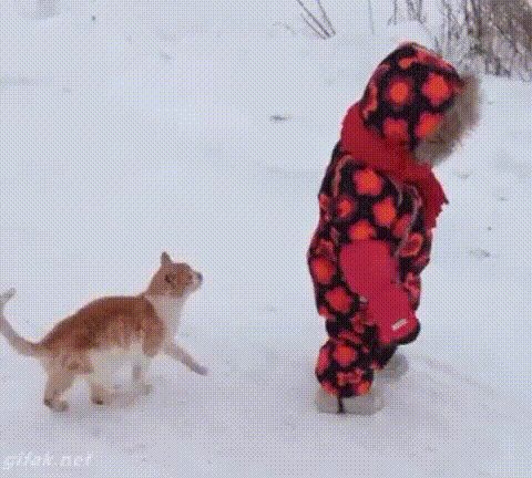 진짜 왜 이러는 걸까 싶은 좆냥이 스페셜.gif | 인스티즈