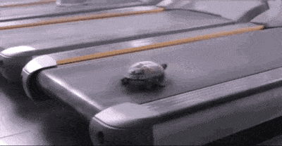 거북이는 느리지 않다.gif | 인스티즈