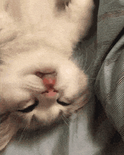 귀여운 아깽이 | 인스티즈