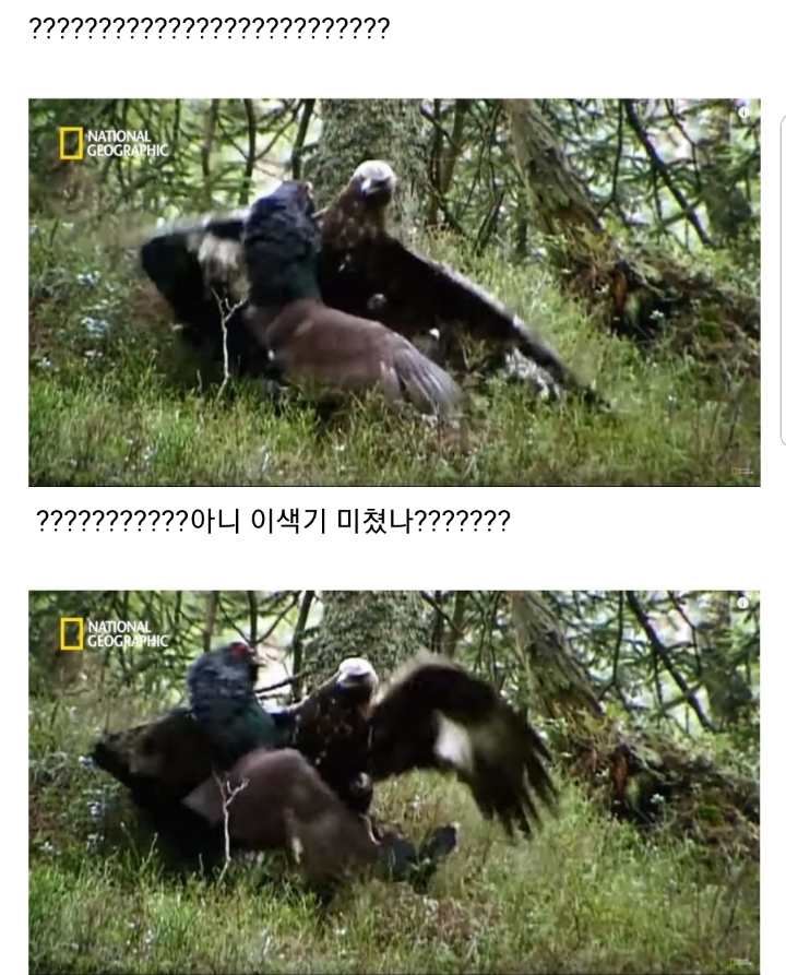 분노조절장애로 목숨 잃는 동물 | 인스티즈