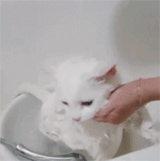 고양이는 사실 물을 좋아하는 동물이다.gif | 인스티즈