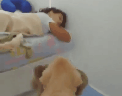 주인에게 놀아달라고 하는 인절미 | 인스티즈