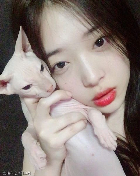 김희철 라이브 방송 중에 찍힌 고양이 | 인스티즈