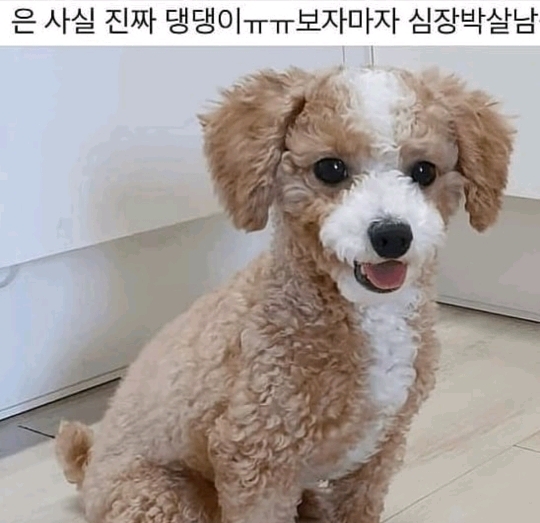 진짜같은 강아지 인형 | 인스티즈