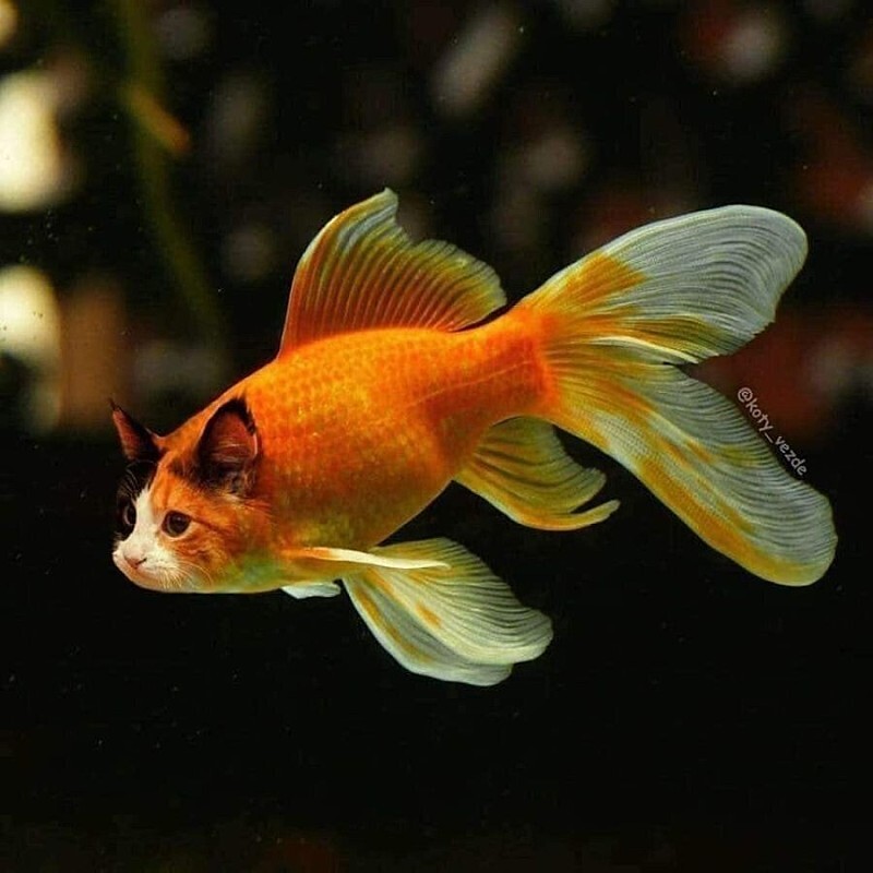 모든동물이 고양이가 된다면?.jpg | 인스티즈