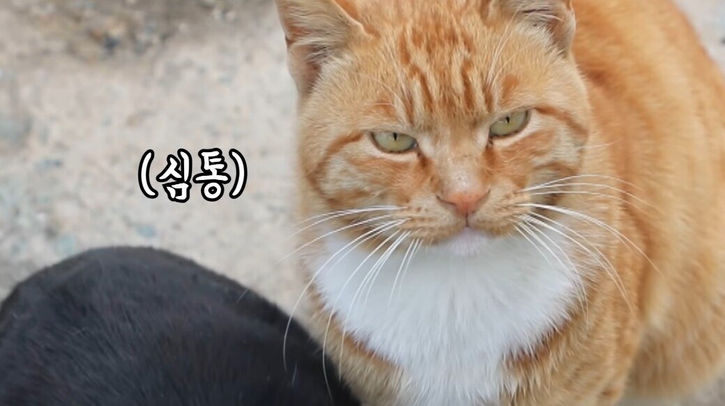 쯔양 회 먹방 중 잠깐 나가자 한 점 훔쳐 먹는 고양이 | 인스티즈