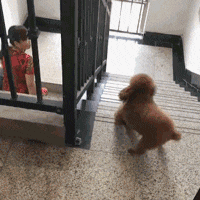 주인이 와서 좋아죽는 강아지 | 인스티즈