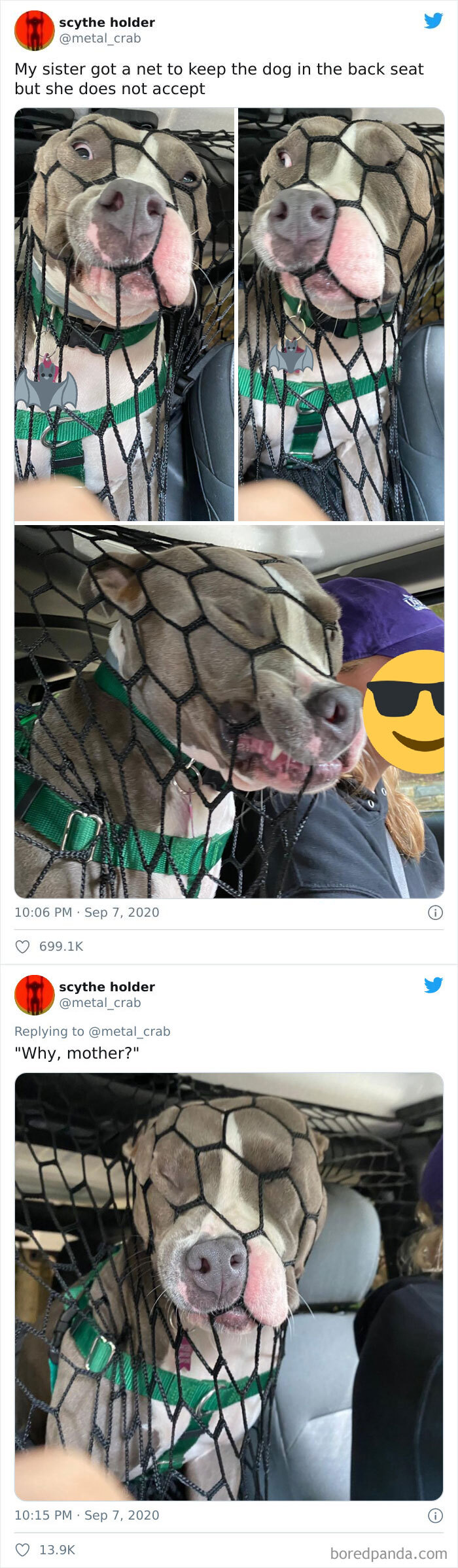 차만타면 이상해지는 강아지들.JPG | 인스티즈